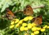 Pyronia tithonus